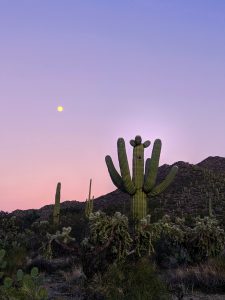 Northwest Tucson - Cactus at Sunset